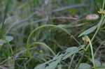 Sicklepod <BR>Coffeeweed
